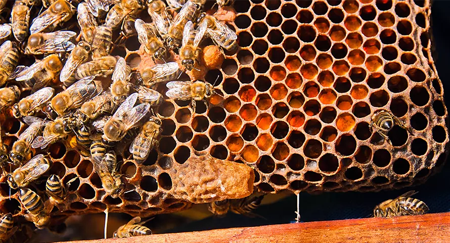 должината на животниот век кај пчелите