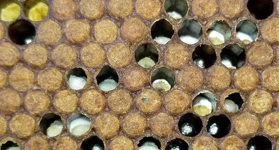 Ascosphaera apis Disease