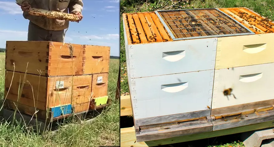 Nosema Disease Nozemoza