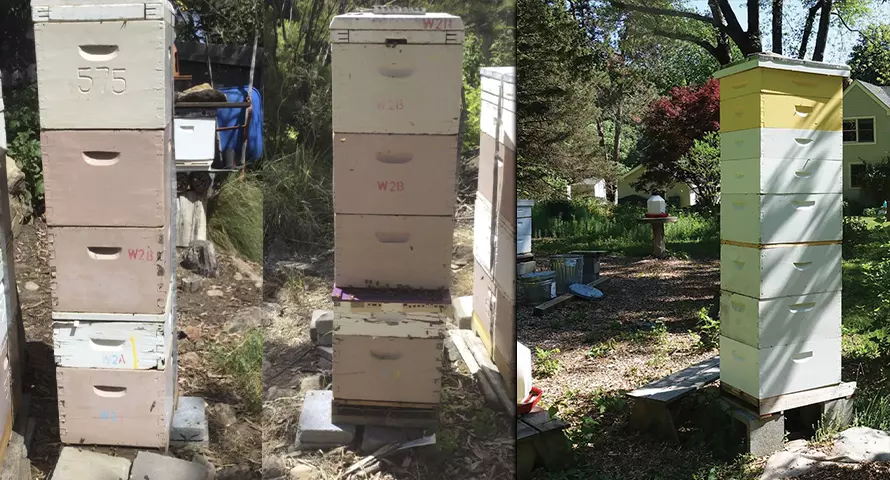 Nosema Disease Nozemoza