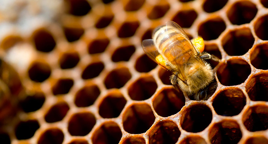 СОТНИ ОСНОВИ