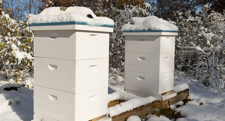 ЗАЗИМУВАЊЕ НА ПЧЕЛИТЕ